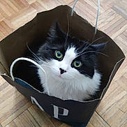 Sprinkles joined the competition — help win amazing prizes! cat, black_and_white, green_eyes, paper_bag, curious, indoor, wooden_floor, parquet, pet, feline, cute, fluffy, looking_up, playful, domestic_animal, whiskers, ears, sitting, close_up, household