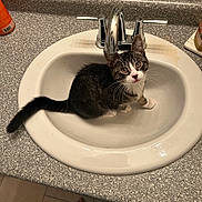 Obi-Wan Kenobi joined the competition — help win amazing prizes! kitten, cat, sink, bathroom, countertop, faucet, curious, pet, indoor, whiskers, tile_floor, black_and_white, fur, animal, domestic_cat, young_cat, looking_up, water_drops, reflection, paw