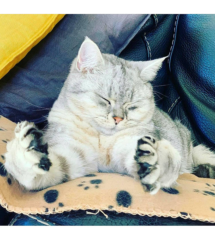 Pablho participe au concours pour gagner de l'argent avec cette photo : bed, carnivore, cat, claw, comfort, couch, domestic_short_haired_cat, fawn, felidae, fur, gesture, grey, linens, nap, paw, sitting, small_to_medium_sized_cats, snout, tail, whiskers