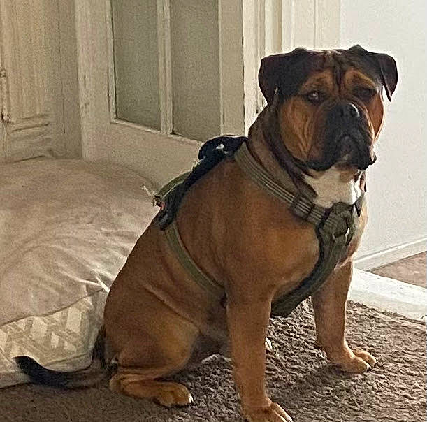 Backpack is registered to the contest to win money with this photo: ancient_dog_breeds, bulldog, canidae, carnivore, collar, companion_dog, dog, dog_breed, dog_collar, door, fawn, flooring, molosser, snout, tail, terrestrial_animal, window, working_animal, working_dog, wrinkle