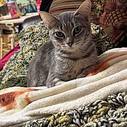Smokey Bishop joined the competition — help win amazing prizes! animal, blanket, cat, couch, cozy, crocheted_blanket, curious, ears, eyes, face, fleece_blanket, furniture, gray_tabby, household, indoor, pet, portrait, relaxed, texture, whiskers
