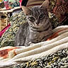 animal, blanket, cat, couch, cozy, crocheted_blanket, curious, ears, eyes, face, fleece_blanket, furniture, gray_tabby, household, indoor, pet, portrait, relaxed, texture, whiskers