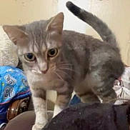 Smokey Bishop is registered to the contest to win money with this photo: cat, gray_cat, tabby, indoor, furniture, blanket, curious, pet, animal, whiskers, tail, ears, couch, closeup, mammal, domestic_animal, feline, young_cat, standing, household