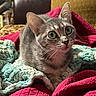 cat, gray_tabby, wide_eyes, whiskers, blanket, quilt, cozy, indoor, pet, feline, curious, soft_texture, resting, cute, animal, domestic_cat, closeup, fur, relaxed, comfort