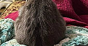 Smokey Bishop is registered to the contest to win money with this photo: animal, back_view, cat, close_up, comfortable, cozy, domestic_cat, fur, furniture, gray_cat, home, indoor, knitted_blanket, pet, quilt, red_blanket, relaxing, resting, soft_texture, warm