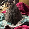 cat, gray_cat, back_view, knitted_blanket, quilt, red_blanket, cozy, furniture, indoor, fur, pet, animal, resting, home, soft_texture, warm, relaxing, close_up, domestic_cat, comfortable
