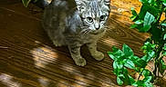 Smokey Bishop is registered to the contest to win money with this photo: kitten, cat, gray_tabby, wooden_floor, plant, green_leaves, shadow, indoor, curious, pet, animal, young_cat, flooring, domestic_cat, feline, small_cat, cute, looking_up, playful, natural_light