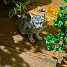 kitten, cat, gray_tabby, wooden_floor, plant, green_leaves, shadow, indoor, curious, pet, animal, young_cat, flooring, domestic_cat, feline, small_cat, cute, looking_up, playful, natural_light
