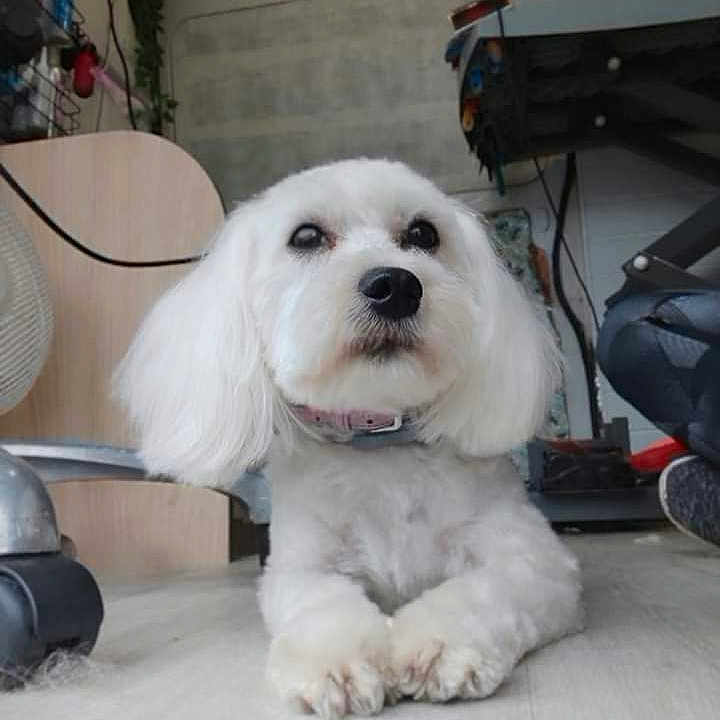 Maya a rejoint le concours — aidez-le/la à gagner de superbes lots ! animal, canine, cockerspaniel, computerhardware, couch, cushion, desk, dog, electronics, eskimodog, furniture, hardware, homedecor, indoors, pet, poodle, puppy, screen, table, whitedog