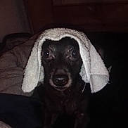 Vader joined the competition — help win amazing prizes! animal, black_dog, blanket, cozy, cute, dark, dog, ears, eyes, face, fur, home, indoor, looking_at_camera, nose, pet, portrait, resting, small_dog, towel