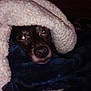 Vader is registered to the contest to win money with this photo: animal, blanket, canine, covered, cozy, cute, dark, dog, face, fur, indoor, pet, portrait, resting, sleepy, small_dog, snug, soft, warm, wrapped