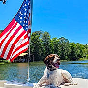 Gunner joined the competition — help win amazing prizes! american_flag, blue_sky, boat, canine, collar, daytime, dog, lake, nature, outdoor, pets, recreation, relaxation, scenic, summer, sunny, tongue_out, trees, vacation, water