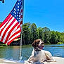 american_flag, blue_sky, boat, canine, collar, daytime, dog, lake, nature, outdoor, pets, recreation, relaxation, scenic, summer, sunny, tongue_out, trees, vacation, water