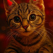 Prince participe au concours pour gagner de l'argent avec cette photo : cat, kitten, tabby, glasses, devil_horns, close_up, whiskers, curious, orange_background, cute, pets, animal, feline, portrait, indoor, soft_lighting, mischievous, young, face, ears