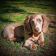 Oscar joined the competition — help win amazing prizes! adorable, animal, canine, closeup, cute, daylight, dog, ears, fur, grass, lying_down, mammal, nature, outdoor, pet, playful, puppy, shadow, sunlight, young_dog