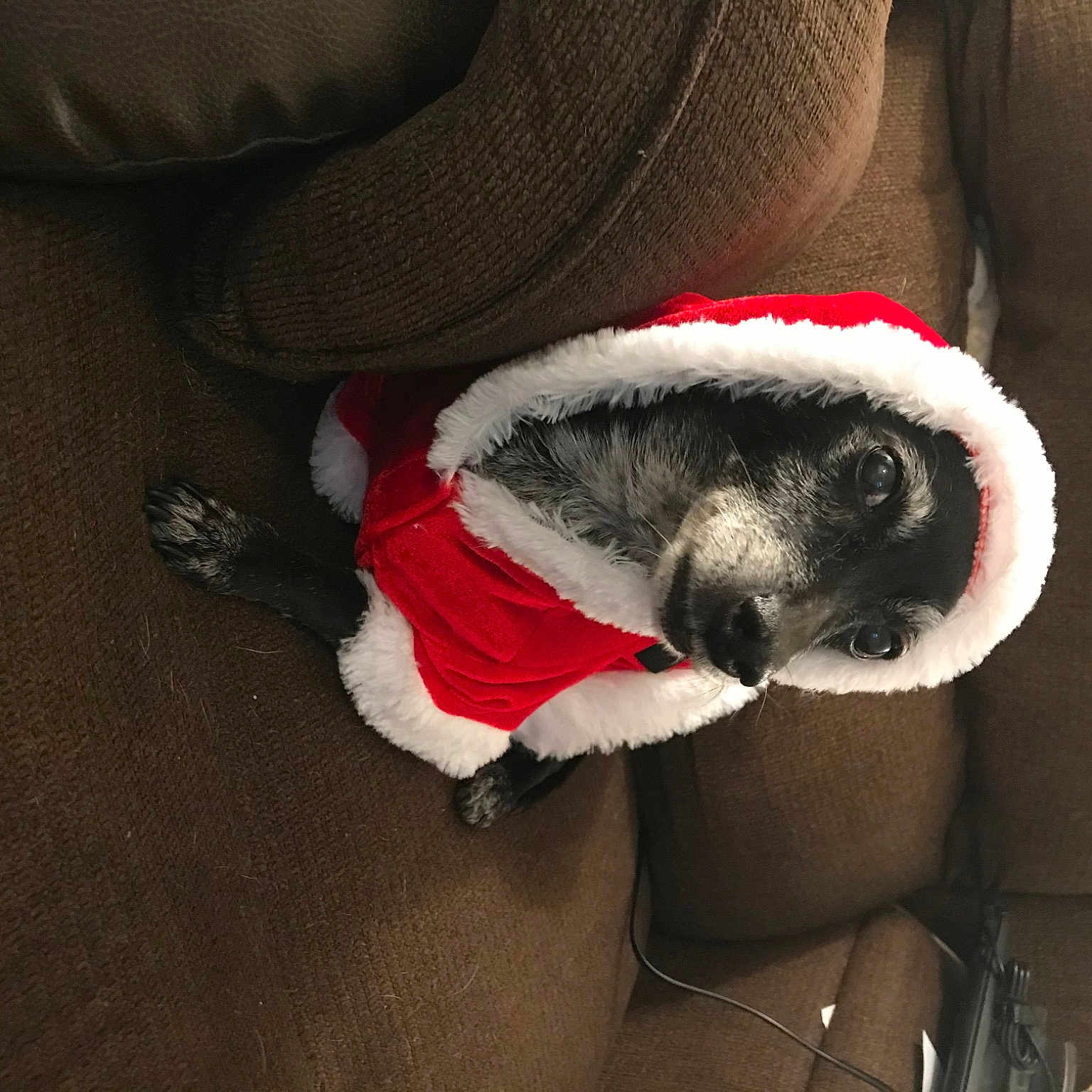 Batman joined the competition — help win amazing prizes! canidae, carmine, carnivore, comfort, companion_dog, couch, dog, dog_breed, fawn, fur, fur_clothing, grey, linens, paw, sleeper_chair, snout, sporting_group, tail, whiskers, working_animal