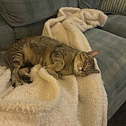 Luna is registered to the contest to win money with this photo: cat, tabby_cat, sleeping_cat, blanket, sherpa_blanket, couch, sofa, indoor, pet, fur, paw, whiskers, relaxed, nap, cozy, home, upholstery, striped, curled, domestic_cat