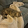 cat, tabby_cat, sleeping_cat, blanket, sherpa_blanket, couch, sofa, indoor, pet, fur, paw, whiskers, relaxed, nap, cozy, home, upholstery, striped, curled, domestic_cat
