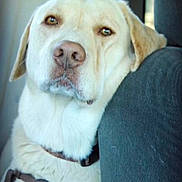Sonny is registered to the contest to win money with this photo: animal, canine, car, closeup, dog, domestic_animal, ears, eyes, fur, harness, indoors, labrador, mammal, nose, pet, portrait, resting, seat, travel, whiskers