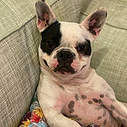 Stella joined the competition — help win amazing prizes! dog, french_bulldog, pet, indoor, couch, pillow, relaxed, spotted, black_and_white, ears_up, close_up, animal, cute, companion, laying_down, furniture, home, domestic, portrait, friendly
