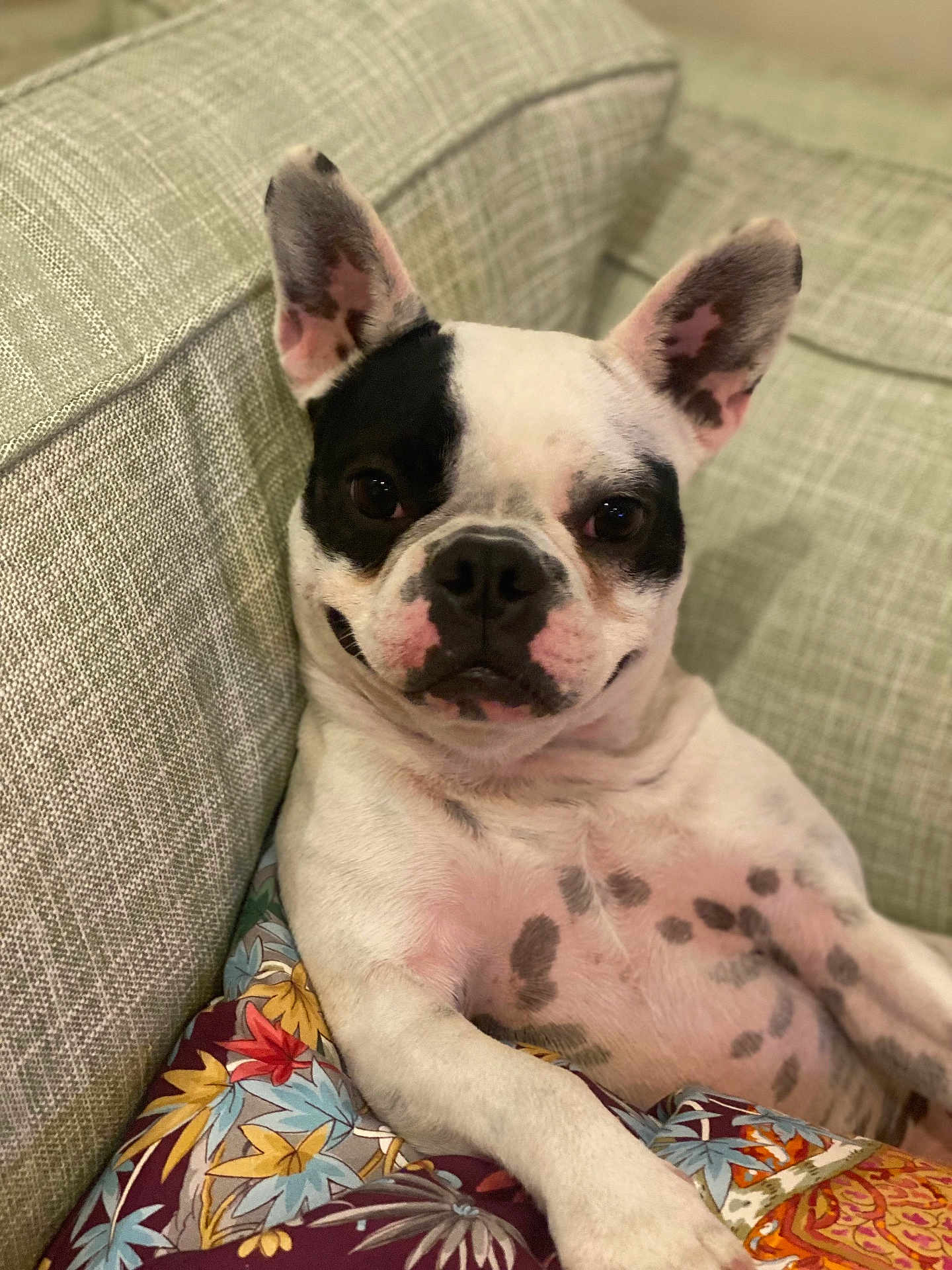 Stella