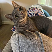 Nibbles joined the competition — help win amazing prizes! cat, gray_cat, tabby, indoor, couch, furniture, curious, pet, animal, cozy, relaxing, window, blanket, patterned_blanket, textured, head_tilt, whiskers, paw, living_room, natural_light