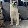 Nibbles joined the competition — help win amazing prizes! cat, pet, indoor, couch, gray_fabric, toy, spring, window, blanket, feline, playful, whiskers, ears, sitting, domestic_animal, cozy, home, curious, natural_light, fur