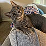 Nibbles joined the competition — help win amazing prizes! cat, gray_cat, tabby, indoor, couch, furniture, curious, pet, animal, cozy, relaxing, window, blanket, patterned_blanket, textured, head_tilt, whiskers, paw, living_room, natural_light