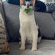 Chomps joined the competition — help win amazing prizes! cat, pet, indoor, couch, gray_fabric, toy, spring, window, blanket, feline, playful, whiskers, ears, sitting, domestic_animal, cozy, home, curious, natural_light, fur