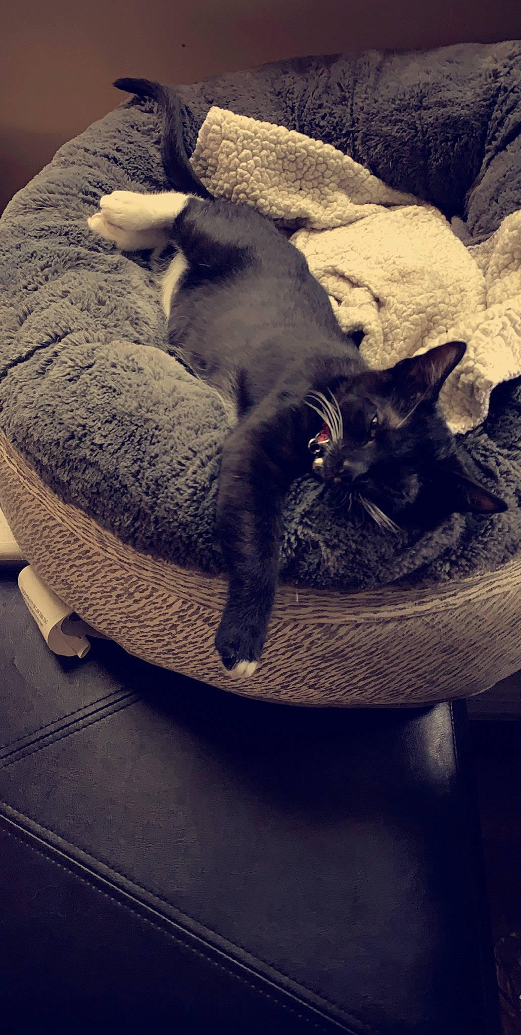 Tuck Tuck is registered to the contest to win money with this photo: canidae, carnivore, cat, comfort, fawn, felidae, furniture, kitten, nap, russian_blue, small_to_medium_sized_cats, tail, whiskers