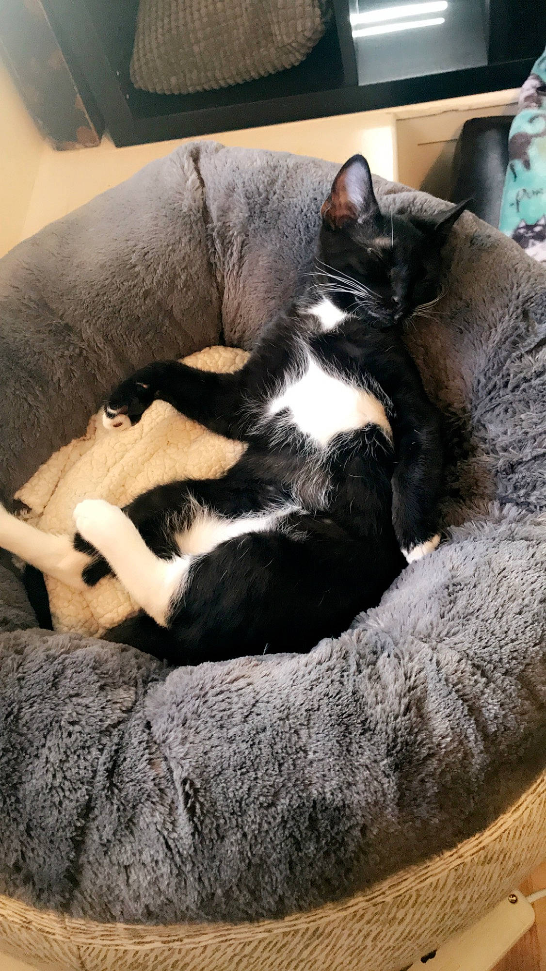 Tuck Tuck is registered to the contest to win money with this photo: carnivore, cat, comfort, domestic_short_haired_cat, felidae, fur, kitten, nap, paw, sleep, small_to_medium_sized_cats, snout, whiskers