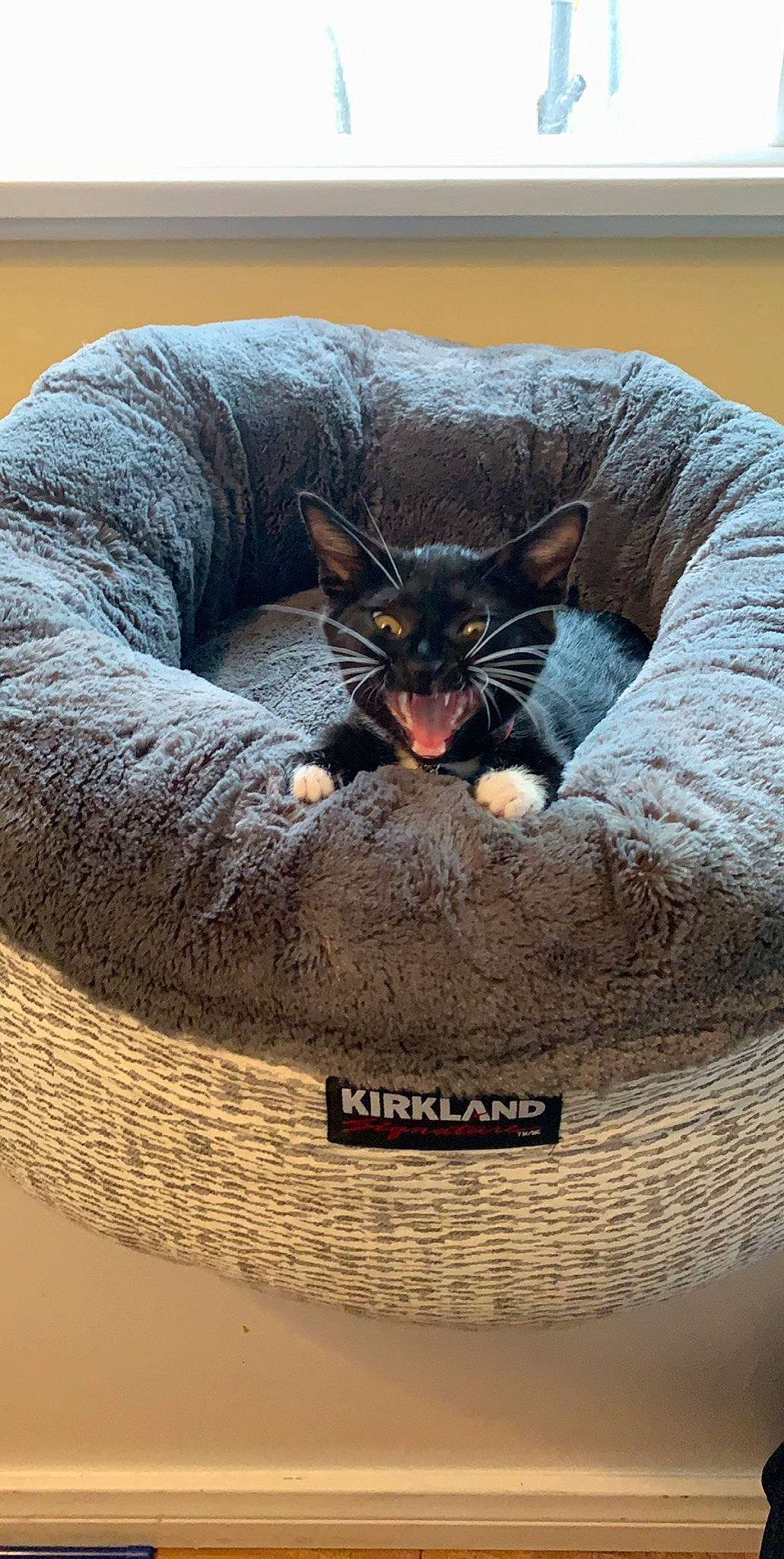 Tuck Tuck is registered to the contest to win money with this photo: asian, black_cat, carnivore, cat, cat_bed, comfort, felidae, furniture, paw, small_to_medium_sized_cats, snout, whiskers