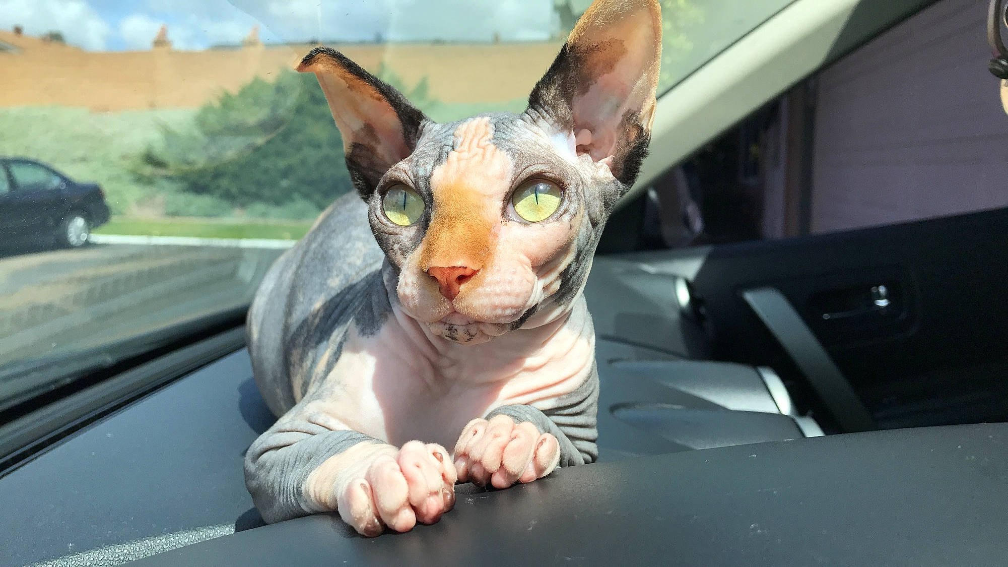 Nakussy joined the competition — help win amazing prizes! aegean_cat, carnivore, cat, cornish_rex, devon_rex, donskoy, fawn, felidae, mammal, organism, oriental_shorthair, peterbald, rex_cat, small_to_medium_sized_cats, snout, sphynx, ukrainian_levkoy, vertebrate, whiskers