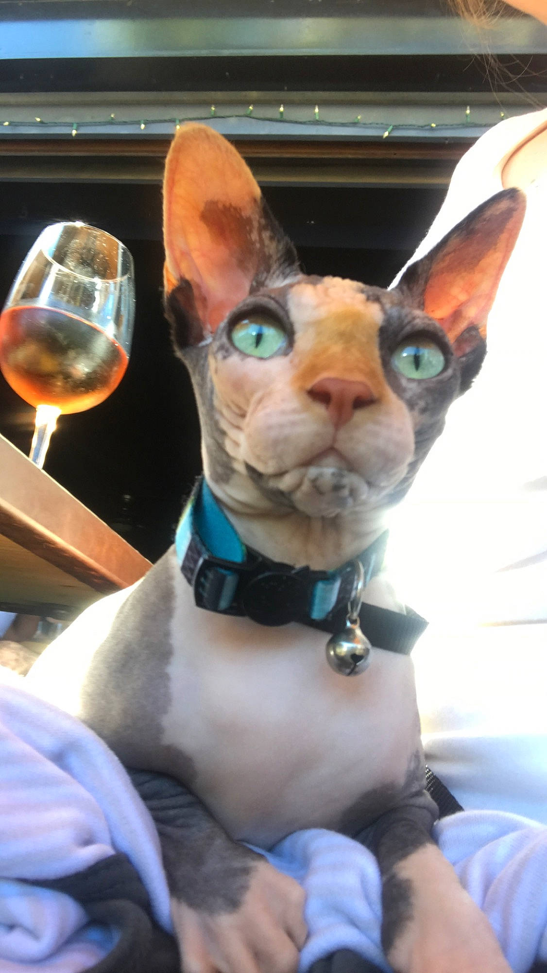 Nakussy is registered to the contest to win money with this photo: carnivore, cat, cornish_rex, devon_rex, donskoy, ear, fawn, felidae, mammal, oriental_shorthair, peterbald, rex_cat, small_to_medium_sized_cats, snout, sphynx, ukrainian_levkoy, vertebrate, whiskers