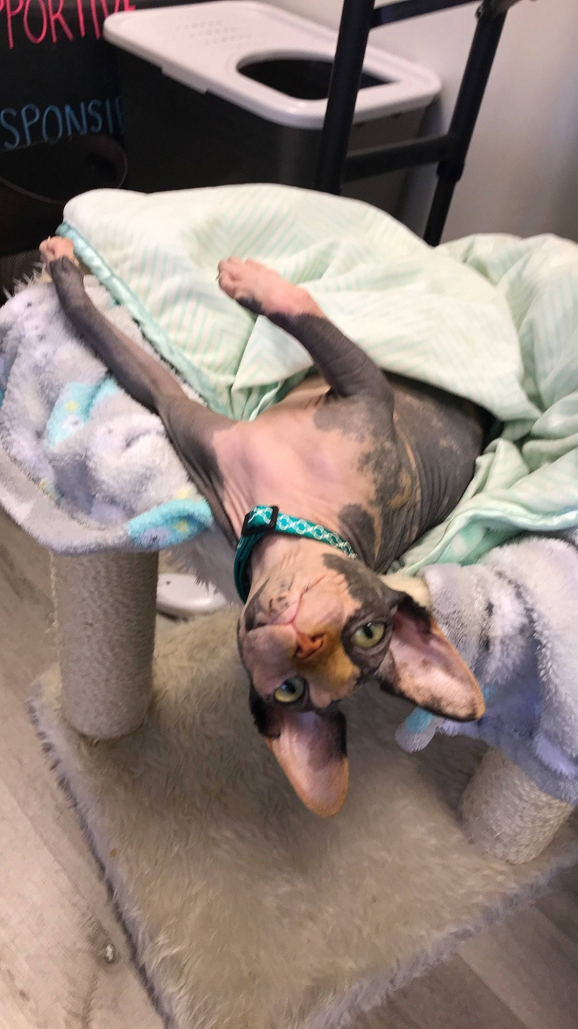 Nakussy is registered to the contest to win money with this photo: canidae, carnivore, cat, donskoy, felidae, small_to_medium_sized_cats, sphynx, sporting_group