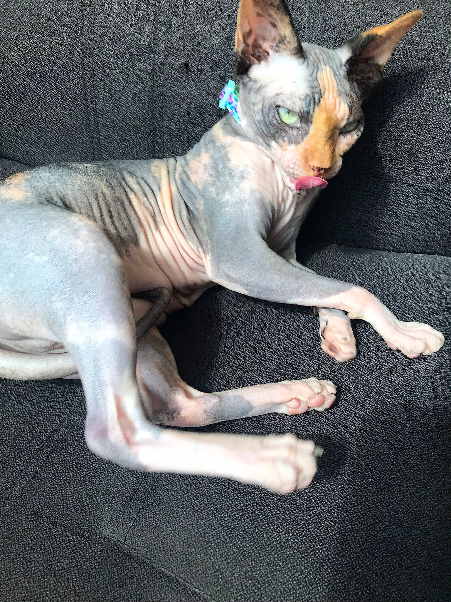 Nakussy is registered to the contest to win money with this photo: american_hairless_terrier, canidae, carnivore, cat, cornish_rex, dog, dog_breed, donskoy, fawn, felidae, kitten, mammal, peterbald, small_to_medium_sized_cats, snout, sphynx, tail, ukrainian_levkoy, vertebrate, whiskers