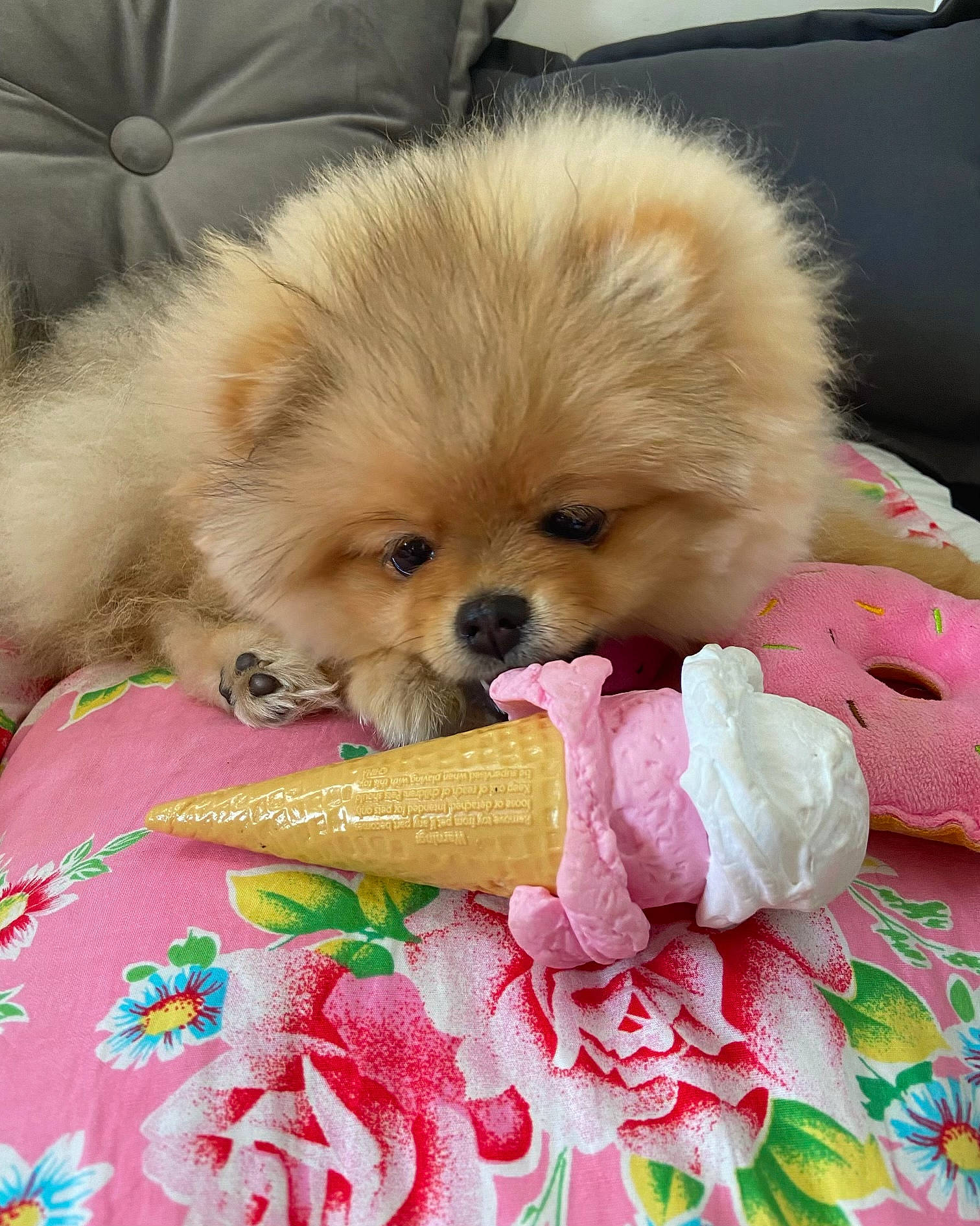 Sidonie a rejoint le concours — aidez-le/la à gagner de superbes lots ! canidae, carnivore, companion_dog, dog, dog_breed, dog_supply, fawn, flower, fur, german_spitz, german_spitz_klein, linens, liver, petal, pink, snout, spitz, sporting_group, toy_dog, working_animal