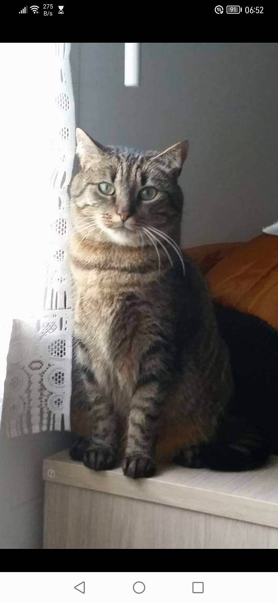 Kana participe au concours pour gagner de l'argent avec cette photo : box, carnivore, cat, claw, comfort, domestic_short_haired_cat, felidae, fur, packaging_and_labeling, paw, small_to_medium_sized_cats, snout, tail, terrestrial_animal, whiskers, window