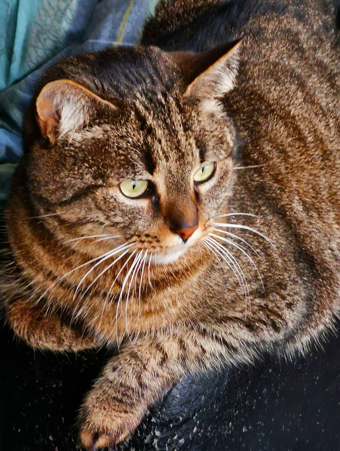 Kana a rejoint le concours — aidez-le/la à gagner de superbes lots ! carnivore, cat, close_up, domestic_short_haired_cat, felidae, fur, grass, small_to_medium_sized_cats, snout, terrestrial_animal, tree, vertebrate, whiskers, wildlife, window