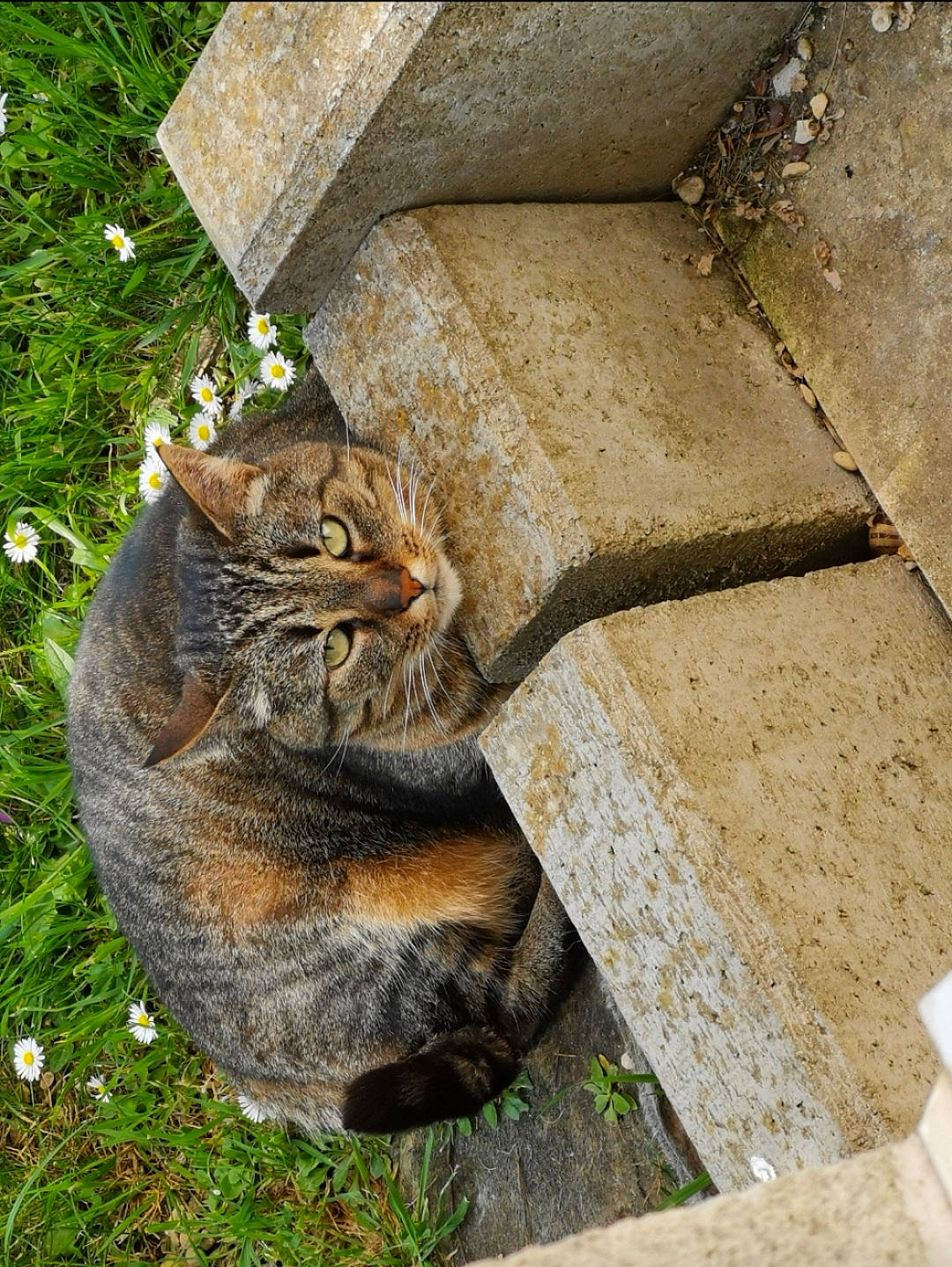 Kana participe au concours pour gagner de l'argent avec cette photo : carnivore, cat, domestic_short_haired_cat, fawn, felidae, flower, fur, grass, groundcover, plant, road_surface, sculpture, small_to_medium_sized_cats, snout, tail, terrestrial_animal, tree, trunk, whiskers, wood