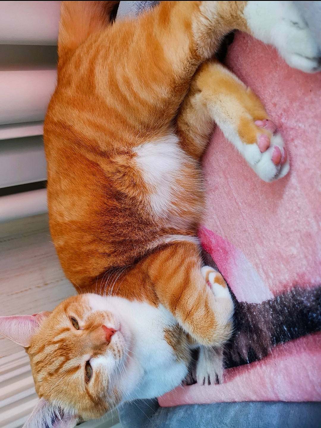 Maya a rejoint le concours — aidez-le/la à gagner de superbes lots ! carnivore, cat, claw, comfort, companion_dog, domestic_short_haired_cat, fawn, felidae, flooring, foot, fur, human_leg, orange, paw, small_to_medium_sized_cats, snout, tail, textile, whiskers, wood