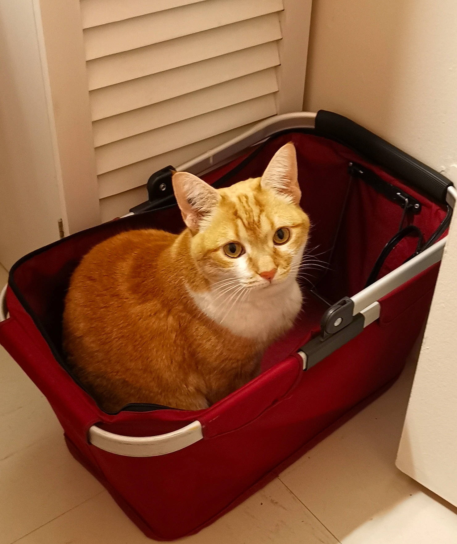 Maya a rejoint le concours — aidez-le/la à gagner de superbes lots ! box, carnivore, cat, cat_supply, chair, comfort, domestic_short_haired_cat, door, fawn, felidae, flooring, flowerpot, fur, hardwood, pet_supply, small_to_medium_sized_cats, tail, whiskers, window, wood