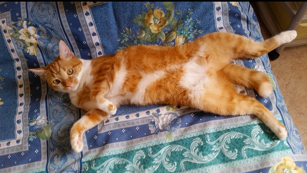 Maya participe au concours pour gagner de l'argent avec cette photo : art, bed, carnivore, cat, claw, comfort, domestic_short_haired_cat, fawn, felidae, flooring, fur, linens, paw, small_to_medium_sized_cats, snout, tail, terrestrial_animal, whiskers, wood