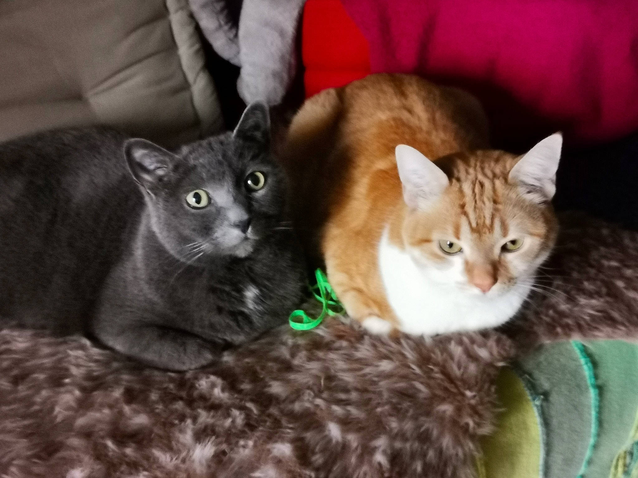 Caline a rejoint le concours — aidez-le/la à gagner de superbes lots ! carnivore, cat, cat_bed, cat_furniture, cat_supply, claw, comfort, couch, domestic_short_haired_cat, fawn, felidae, fur, paw, sitting, small_to_medium_sized_cats, snout, tail, whiskers