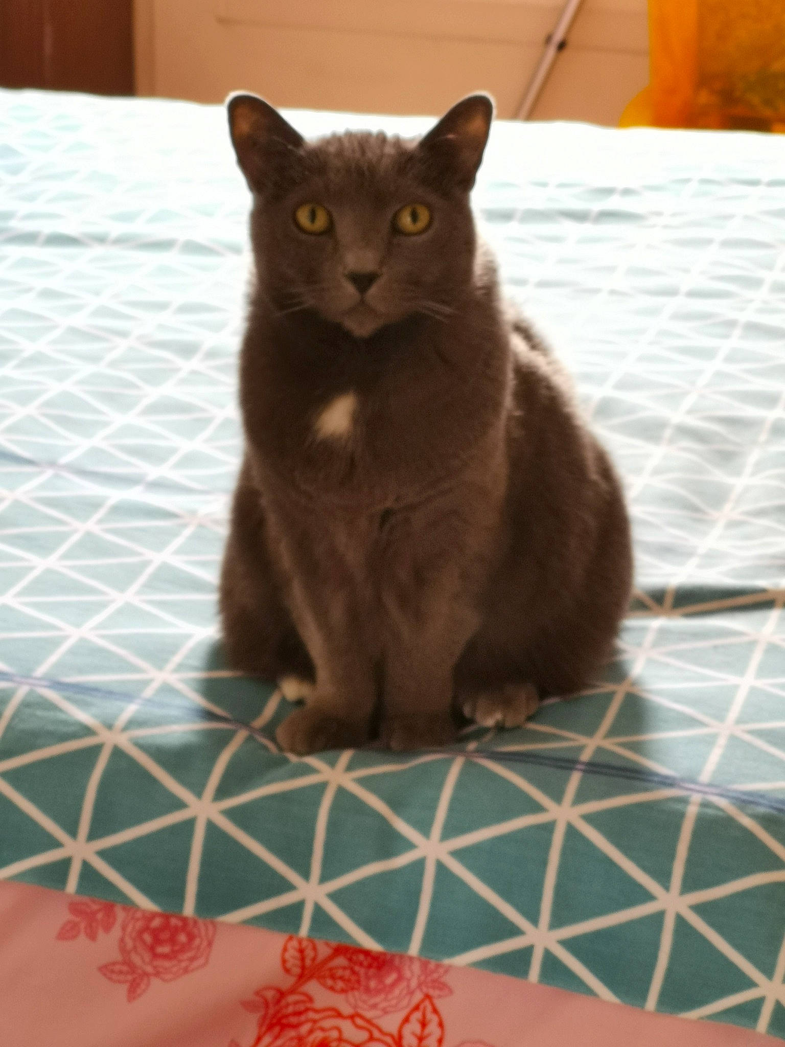 Caline a rejoint le concours — aidez-le/la à gagner de superbes lots ! black_cat, carnivore, cat, cat_supply, chartreux, domestic_short_haired_cat, felidae, flooring, fur, linens, pattern, russian_blue, sitting, small_to_medium_sized_cats, snout, tail, terrestrial_animal, whiskers, window, wood