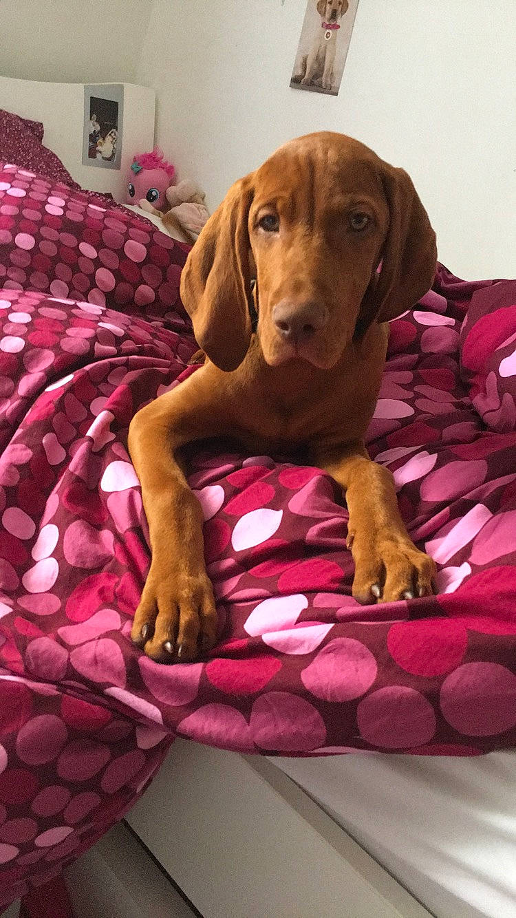 Parker a rejoint le concours — aidez-le/la à gagner de superbes lots ! canidae, carnivore, comfort, companion_dog, dog, dog_breed, dog_supply, fawn, hound, liver, magenta, pet_supply, picture_frame, pink, pointing_breed, snout, sporting_group, vizsla, working_animal, working_dog