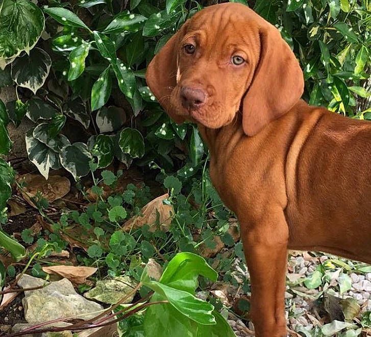 Parker participe au concours pour gagner de l'argent avec cette photo : canidae, carnivore, companion_dog, dog, dog_breed, fawn, groundcover, gun_dog, leaf, liver, mammal, pointing_breed, snout, sporting_group, vizsla, working_animal, working_dog