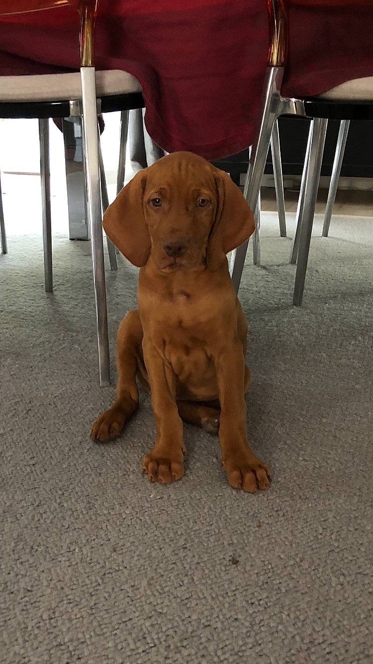 Parker participe au concours pour gagner de l'argent avec cette photo : canidae, carnivore, companion_dog, dog, dog_breed, fawn, floor, flooring, gun_dog, liver, non_sporting_group, pointing_breed, snout, sporting_group, tan, vizsla, working_animal, working_dog