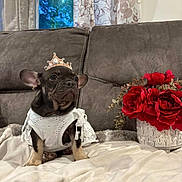 Dior joined the competition — help win amazing prizes! dog, puppy, french_bulldog, tiara, white_clothing, blanket, couch, red_roses, flower_pot, indoor, curtains, window, pet, cute, small_dog, decor, furniture, cozy, sitting, portrait