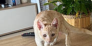 Beerus a rejoint le concours — aidez-le/la à gagner de superbes lots ! cat, tabby_cat, table, plant, potted_plant, remote_control, fan, headphones, living_room, wooden_table, household_items, curious, pet, indoor, furniture, greenery, domestic, walking, orange_cat, cozy